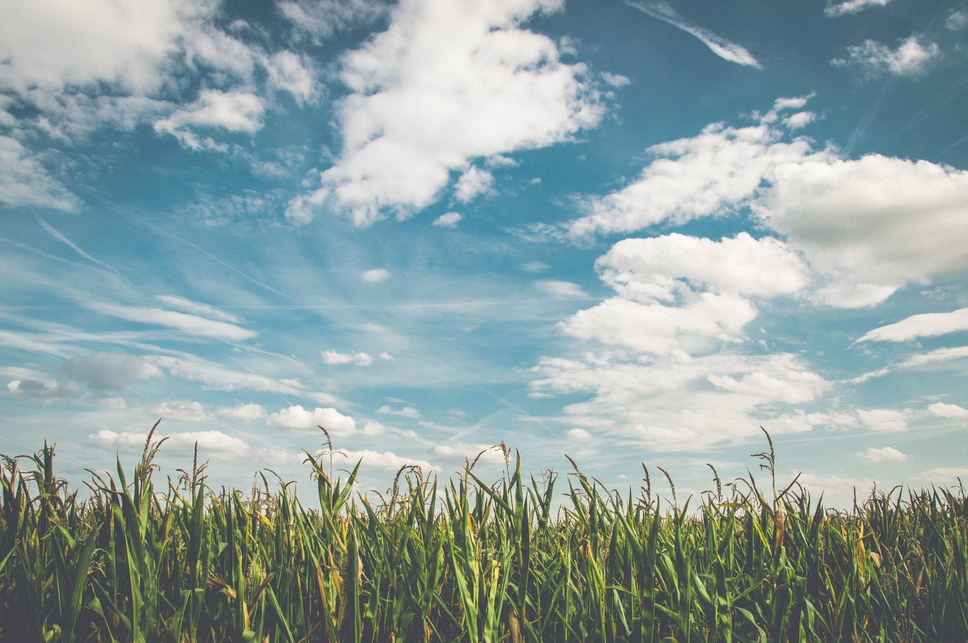 Meadow under a blue sky